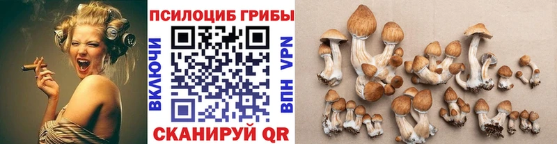 как найти наркотики  shop официальный сайт  Псилоцибиновые грибы Psilocybine cubensis  Зверево 